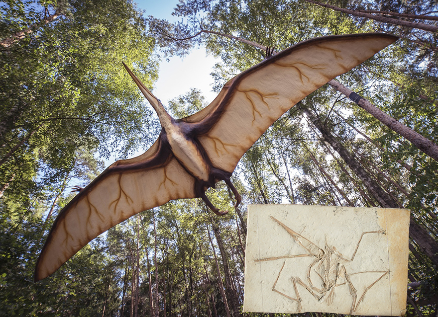 Ausstellungsstück Pterodactylus antiquus, gefunden in der Umgebung von Eichstätt
